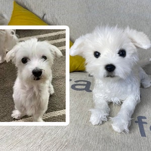 Custom Dog Plushie Clone | Life Size Dog Plushie | Personalize Dog Toy | Pet Clone