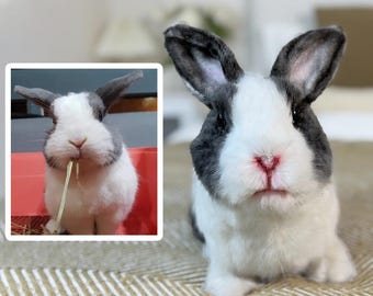 May include: A close-up of a black and white rabbit with grey ears. The rabbit has a pink nose and is sitting on a brown and white patterned surface.