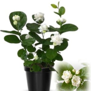 Grand Duke Jasmine Plant: Live Flowering Jasmine - Fragrant Indoor/Outdoor