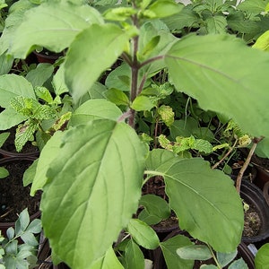 Purple stem Krishna Tulsi  Holy Basil live plant (1ft) in half gal pot