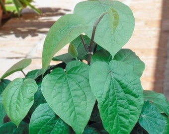 Large Organic betel leaf plant, Piper Betle vine, Barui, Bai Phu.Herb Vine Spice live plant in half gal pot