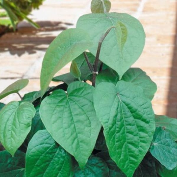 Large betel leaf plant, Piper Betle vine, Barui, Bai Phu.Herb Vine Spice live plant