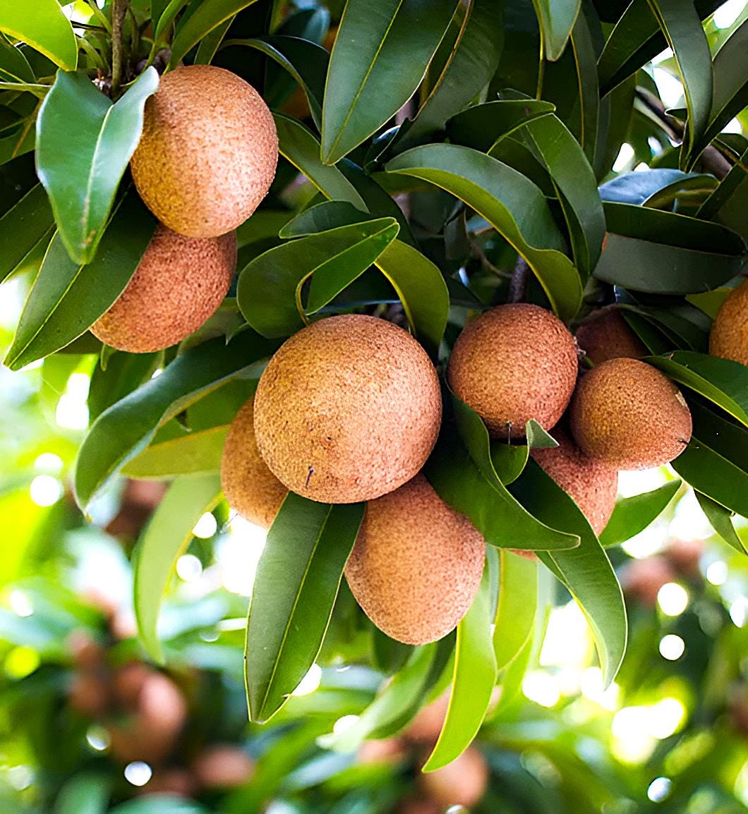 Large Sapodilla, 16-20 inch sapote plant in one gal pot, Organic