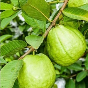 May include: Close-up of guava fruits hanging from a tree branch. The guavas are a vibrant green color, with a slightly textured surface. The leaves are a deep green, and the branches are brown. The image is well-lit, highlighting the details of the fruit and foliage.