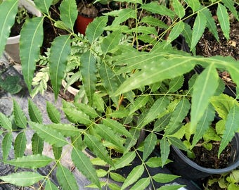 Organic Neem Tree 6-10 Inch in Half Gal Pot - Etsy