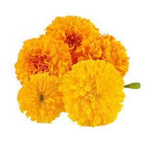 Marigold live plant in pot Yellow or orange  " No shipping to CA "