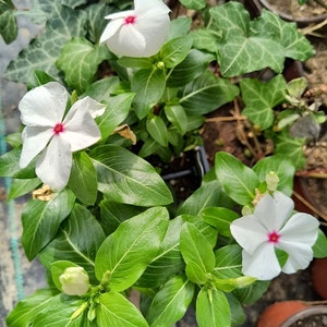 Madagascar Periwinkle | Catharanthus roseus | Nitya Puspa live plant in pot  " No shipping to CA "