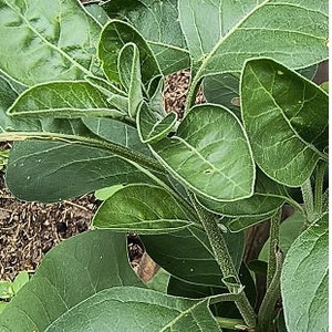 May include: Close-up of a green plant with large, oval-shaped leaves. The leaves have prominent veins and a slightly textured surface. The plant's stems are visible, and the overall image showcases the plant's natural details.