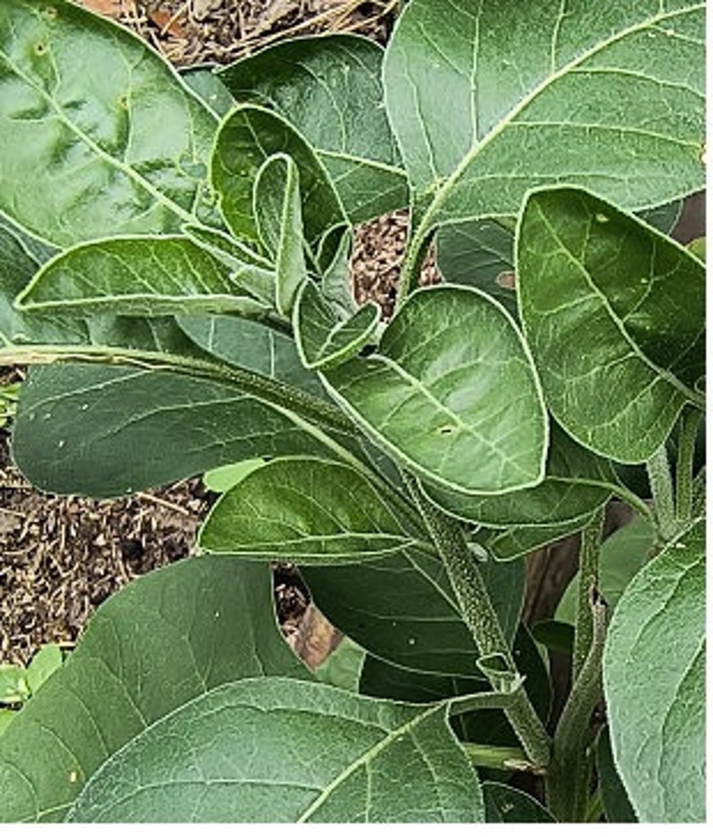May include: Close-up of a green plant with large, oval-shaped leaves. The leaves have prominent veins and a slightly textured surface. The plant's stems are visible, and the overall image showcases the plant's natural details.