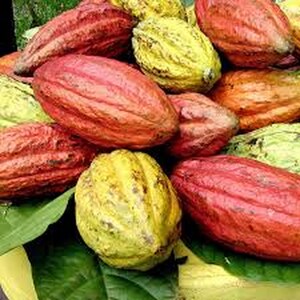 May include: A close-up of a pile of cacao pods in various colors, including red, yellow, and orange. The pods have a ribbed texture and are resting on green leaves. The image highlights the natural colors and textures of the cacao fruit.
