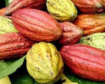 Live Cocoa plant in one gallon pot " No shipping to CA "