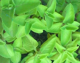 Organic Ajwain, Oregano, ajowan, or Trachyspermum ammi live plant Broad Leaf Thyme, Spanish Thyme  " No shipping to CA "