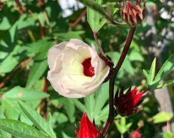 Organic Gongura Roselle Hibiscus(Red stem) Live Plant 8-14 inch in 4 inch Pot - No Shipping to CA