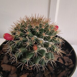 Live cactus plant in pot | Golden Barrel Cactus live plant in 4inch pot