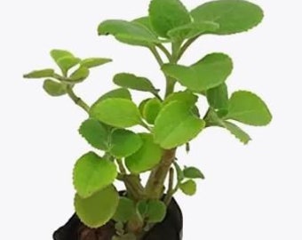 Organic Ajwain, Oregano, ajowan, or Trachyspermum ammi live plant Broad Leaf Thyme, Spanish Thyme