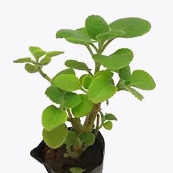 Organic Ajwain, Oregano, ajowan, or Trachyspermum ammi live plant