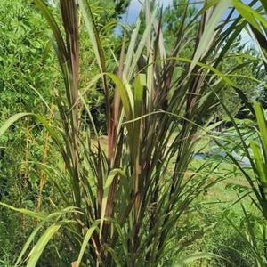 May include: A cluster of tall ornamental grass with long, slender green and burgundy blades. The plant is surrounded by other greenery, with a blue sky and clouds visible in the background.