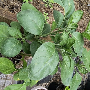 May include: Overhead shot of a leafy green plant with large, oval leaves. The plant is in a garden setting, with wooden beams and other plants visible in the background. The leaves have a slightly textured surface.