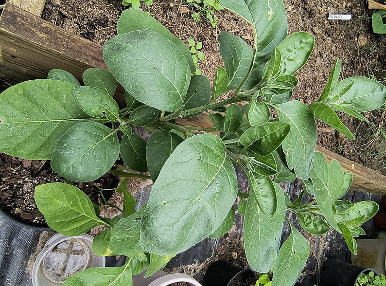 May include: Overhead shot of a leafy green plant with large, oval leaves. The plant is in a garden setting, with wooden beams and other plants visible in the background. The leaves have a slightly textured surface.