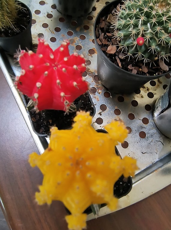 Lebender Kaktus im Topf Gelb oder Rot Gymnocalycium Mihanovichii Graft  Cactus " - Etsy.de