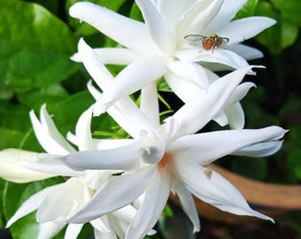 Large Belle of India Jasmine, 16-20 Inch Bush in One Gal Pot "no Shipping  to CA " - Etsy