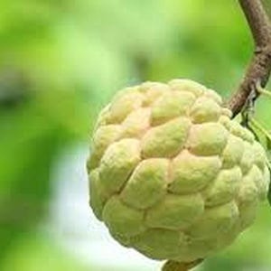 May include: A close-up of a custard apple, also known as a sugar apple, hanging from a branch. The fruit is light green with a bumpy texture. Green leaves and a brown branch are also visible.