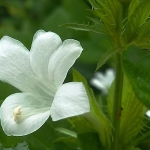 May include: Close-up of a white flower with delicate petals, set against a backdrop of green foliage. The flower's center has a light yellow hue. The image highlights the natural beauty of the plant.
