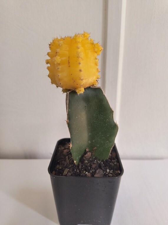 Lebender Kaktus im Topf Gelb oder Rot Gymnocalycium Mihanovichii Graft  Cactus " - Etsy.de