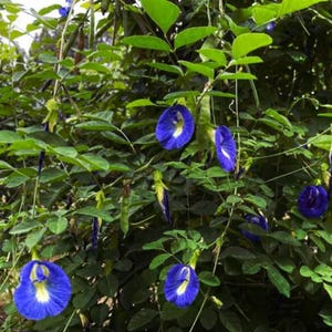 May include: A close-up of a plant with vibrant blue flowers with yellow centers. The flowers are in full bloom, surrounded by lush green leaves. The image captures the natural beauty of the plant.