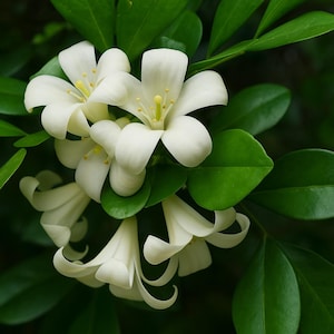 Orange Jasmine Plant: Fragrant Evergreen Shrub - 1-Gallon Pot