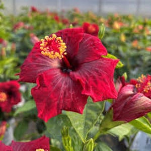 May include: Close-up of a vibrant red hibiscus flower with a yellow and red center. The petals have a textured appearance with darker red veins. Green leaves and other hibiscus flowers are visible in the background, creating a natural, floral theme.