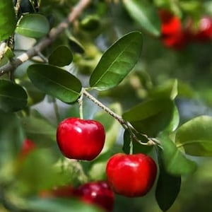 Organic Acerola Cherry Tree | Live Barbados Fruit Plant in Half Gallon Pot