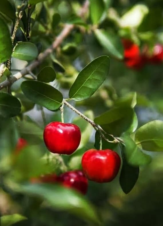 fertilizer for tomato plants Liquid Fertilizer for Tomotoes
