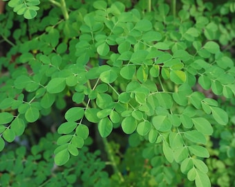 Organic Moringa Plant – Live Healthy Tree in 4-Inch Pot  " No shipping to CA "