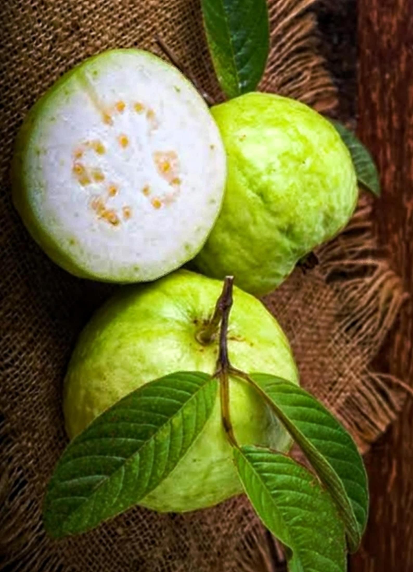 White Guava Tree (half Gallon Pot) – Sweet Tropical Fruit Plant, Live ...