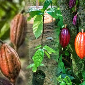 May include: Image of a cacao tree with green leaves and developing pods in shades of red and orange. A young cacao plant is in a black pot. The background shows a natural environment with a focus on the cacao plant and its fruit.