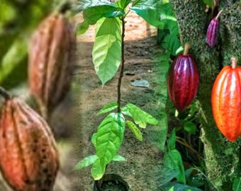 Cocoa Chocolate Tree Plant: Tropical Home & Garden - Half Gallon Pot " No shipping to CA "