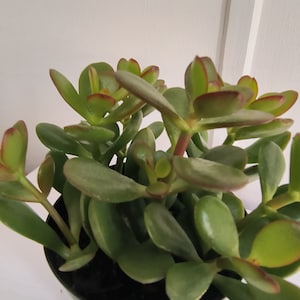 May include: A close-up of a jade plant in a black pot. The succulent has thick, oval-shaped green leaves with red edges. The plant is a vibrant green color and is a popular houseplant.