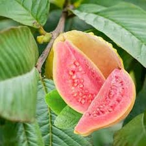 Organic Large Pink Guava Tree – Live Fruit Plant in 4 Inch Pot