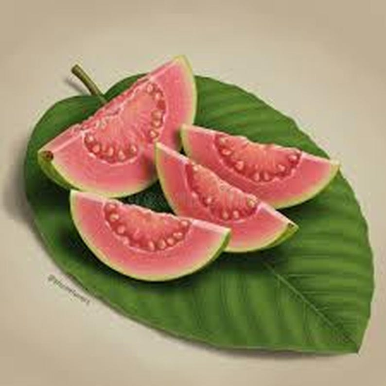 What Is Guava Rind Orgnaic Large Pink Guava Tree | Tropical Fruit Plant in 1 Gallon Pot ...
