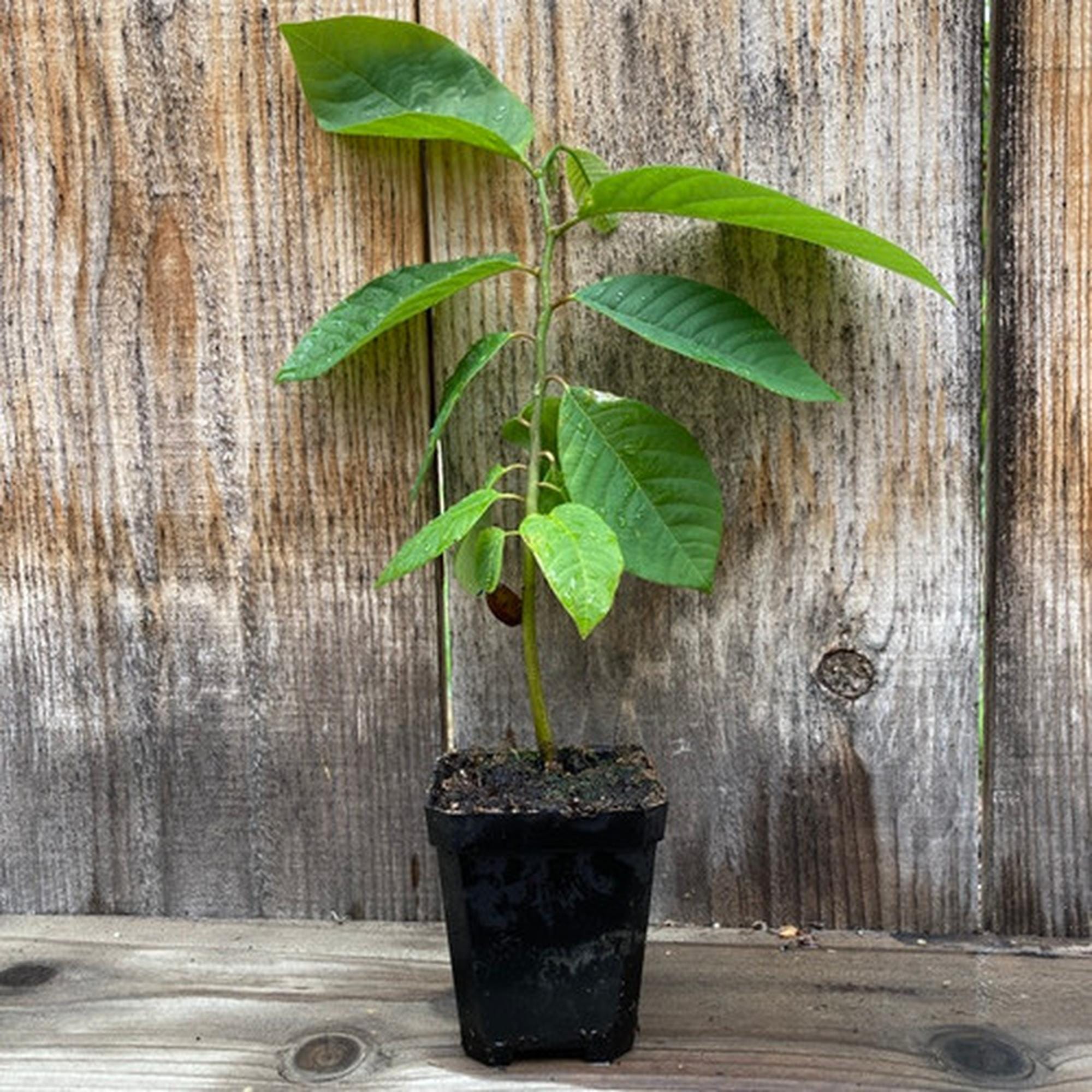 18 Inches Tree Organic Cherimoya Live Plant – 12-18 Inch Tree in 1 Gallon Pot