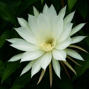 May include: A close-up of a white flower with multiple petals, surrounded by dark green leaves. The flower's center has a yellow hue, and the petals are a bright white. The background is a deep green, creating a contrast.