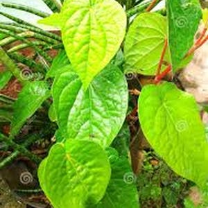 Large Organic Indian Paan leaf / Betel Leaf Plant / Piper Betle Herb Vine