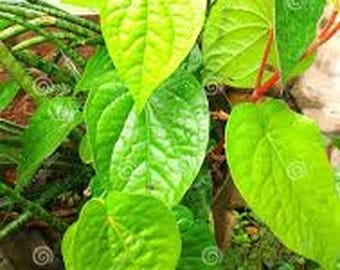 Large Organic Indian Paan leaf / Betel Leaf Plant / Piper Betle Herb Vine  " No shipping to CA "