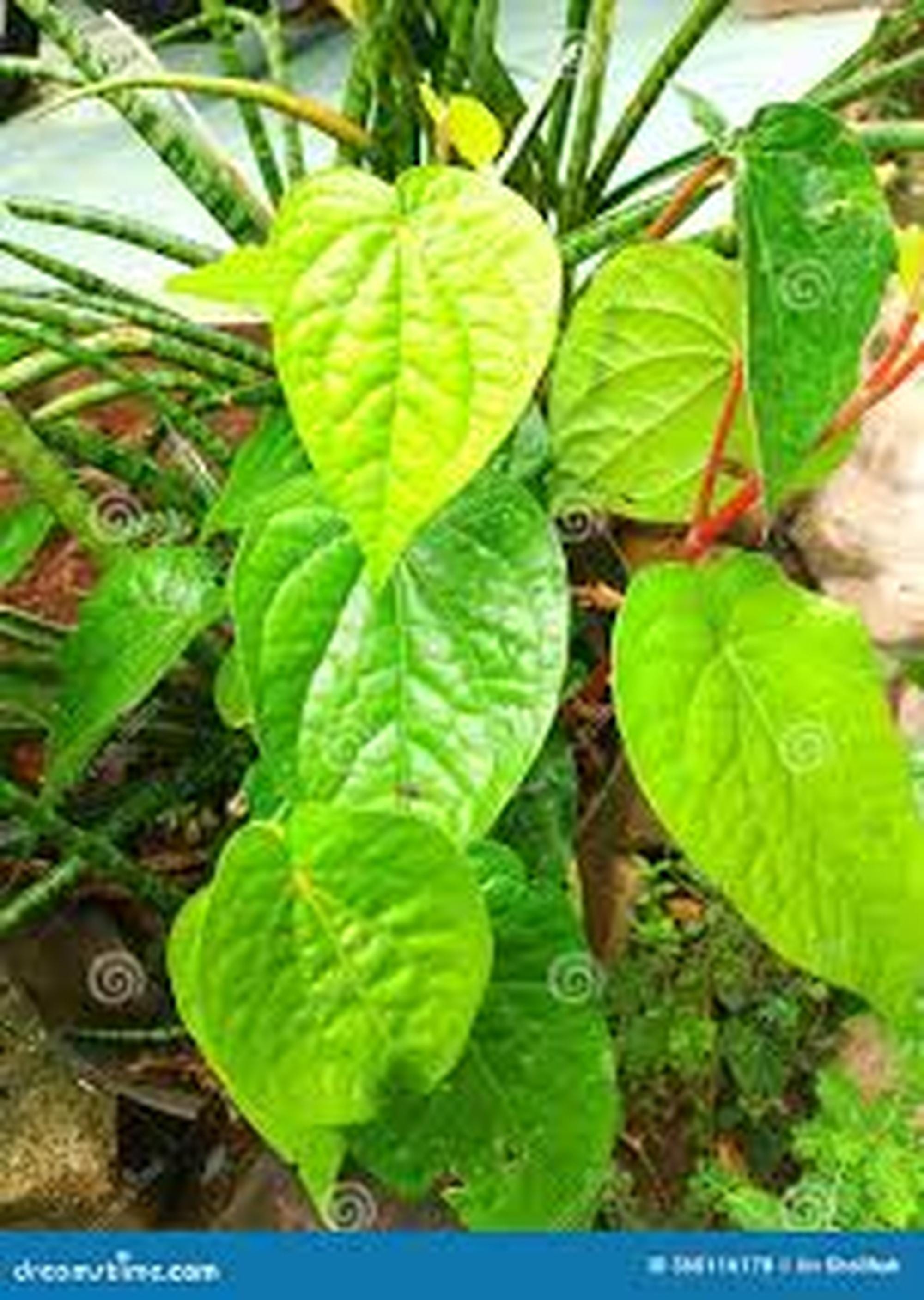 bio plante Organic Bio Protectant – Arber main image 1