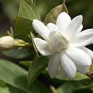 May include: A close-up of a white jasmine flower in full bloom, showcasing its delicate petals. A closed bud and green leaves are also visible. The background is a soft, blurred green.
