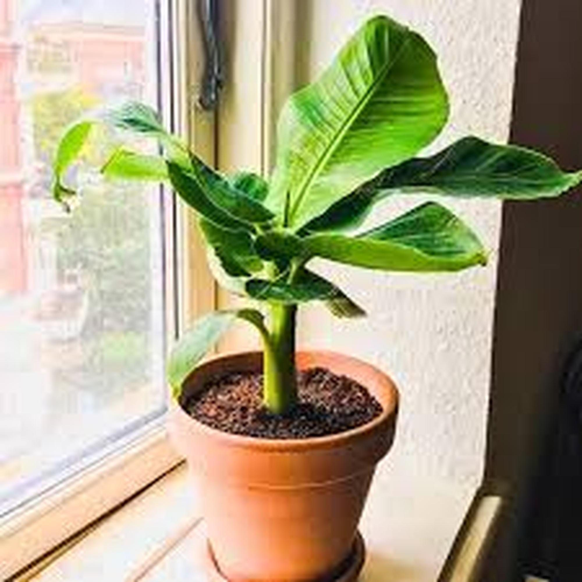 Organic Super Dwarf Banana Tree  Live Plant 812 Inch in Half Gallon Pot "  No Shipping to CA " - Etsy