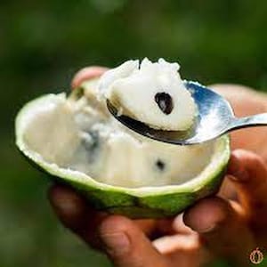 May include: A halved cherimoya fruit with a spoon scooping out a piece of the white flesh. The fruit has a green exterior and a creamy white interior with dark seeds. The spoon holds a portion of the fruit, showcasing its texture.