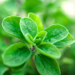 Maruga Plant - Etsy