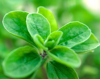 Organic Maruga | Sweet Marjoram | Knotted Marjoram – Live Herb Plant in 4inch Pot  " No shipping to CA "